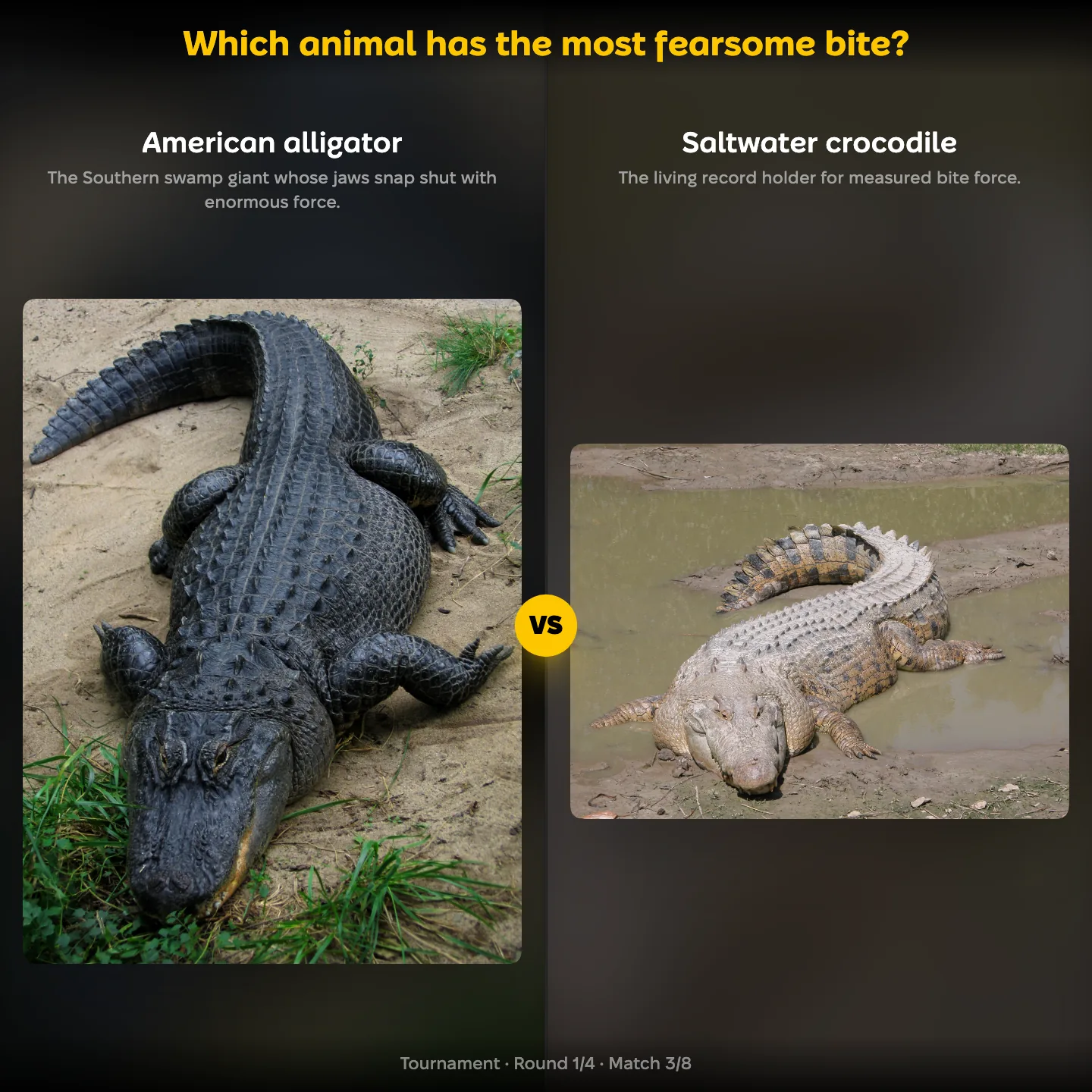 The most fearsome bite ranking, the American alligator against the saltwater crocodile