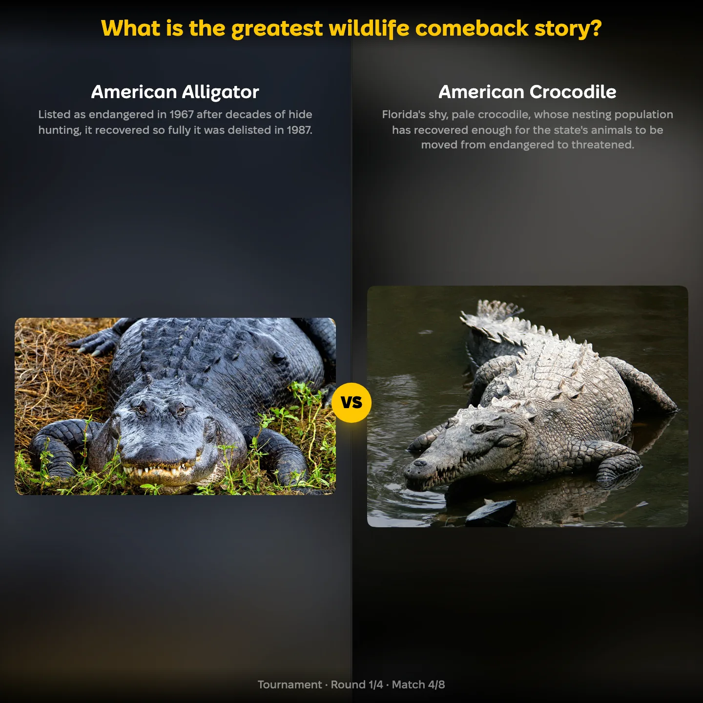 The greatest wildlife comeback story ranking, the American alligator against the American crocodile