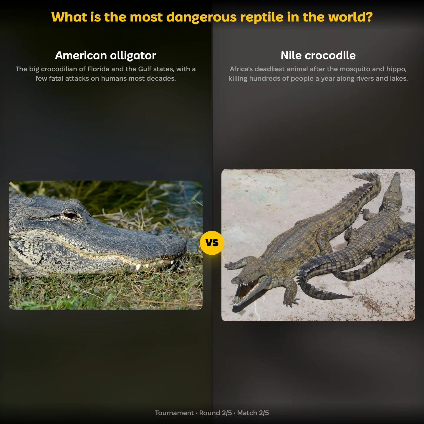 The most dangerous reptile ranking, the American alligator against the Nile crocodile