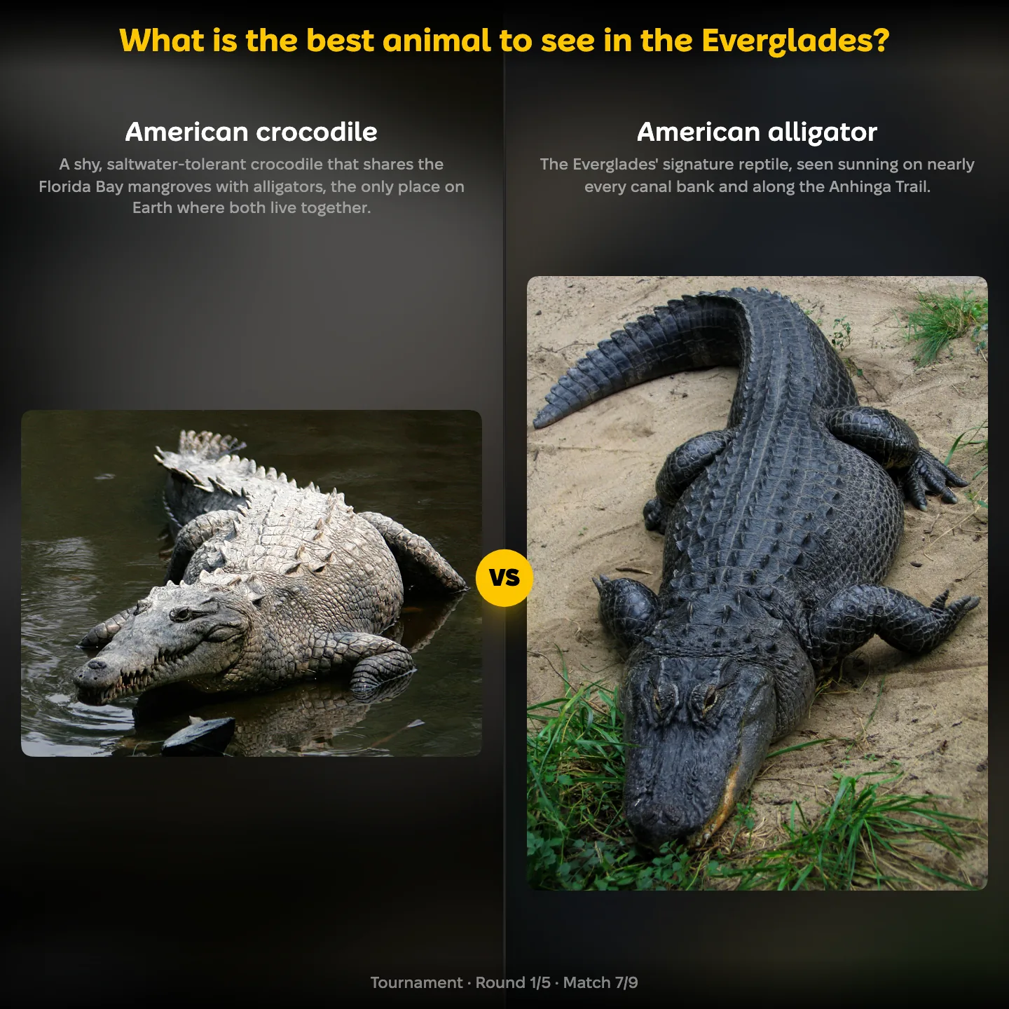 The best animal to see in the Everglades ranking, the American crocodile against the American alligator