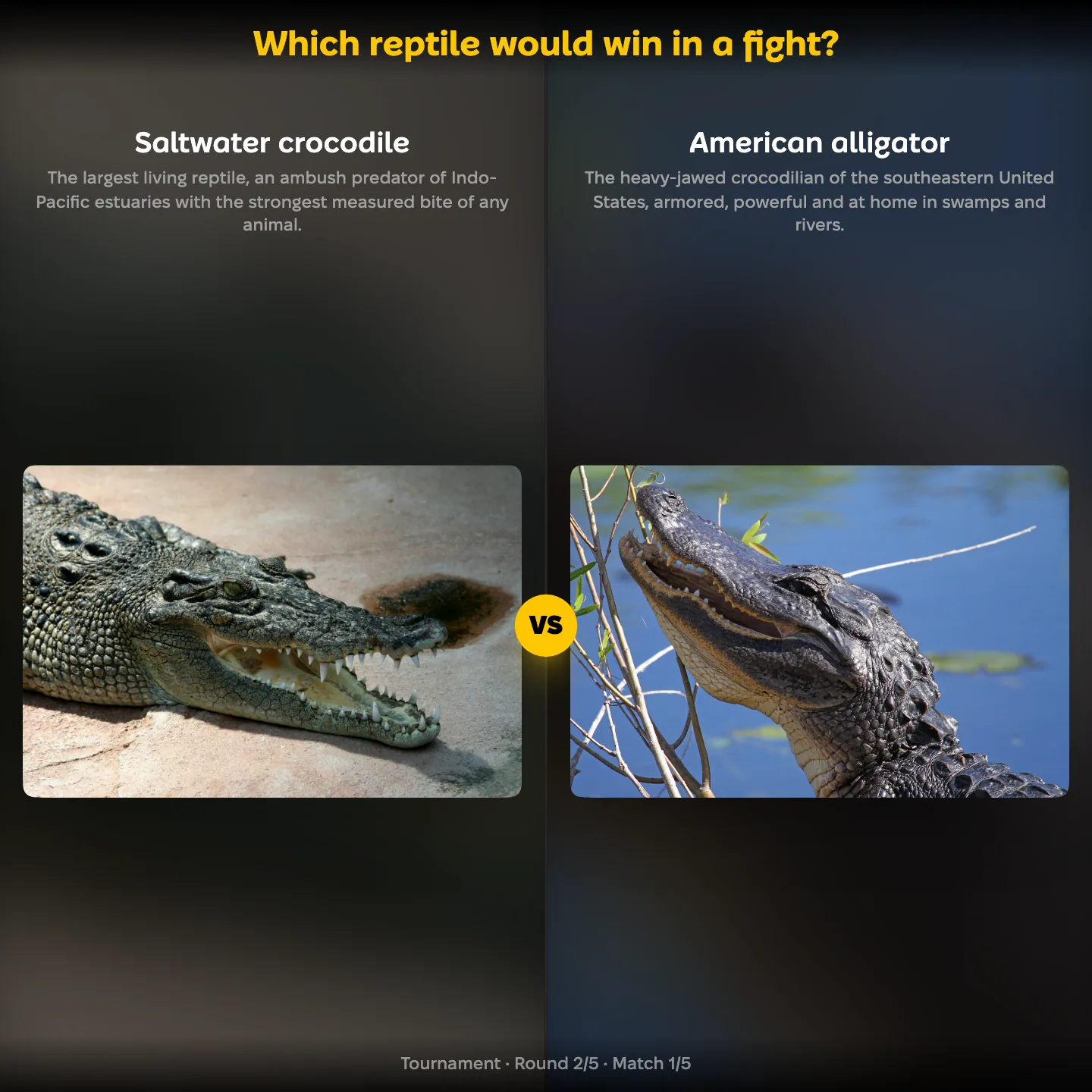 Which reptile would win in a fight, the saltwater crocodile against the American alligator