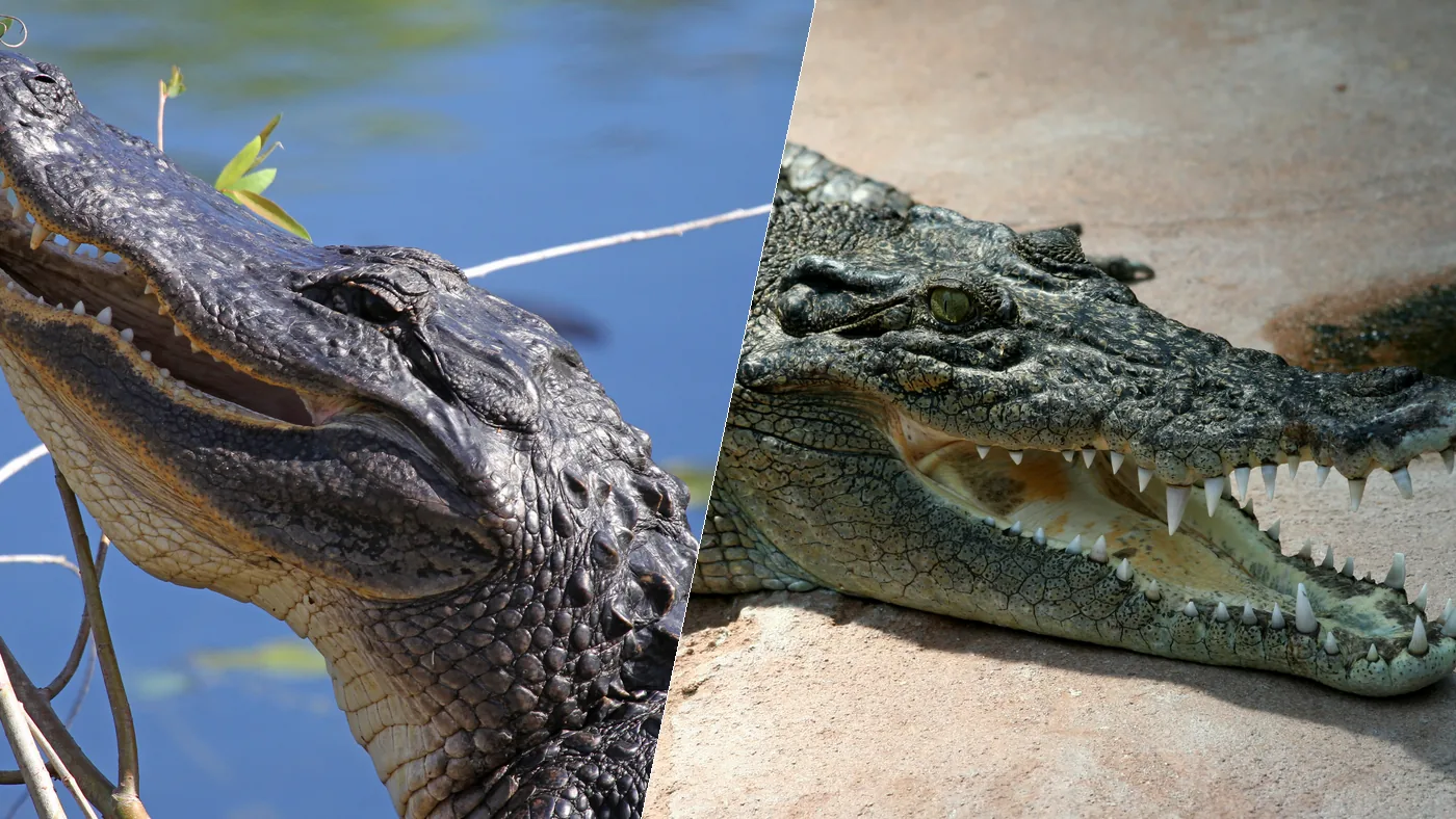 American alligator and saltwater crocodile side by side, the two reptiles compared across fifteen rankings