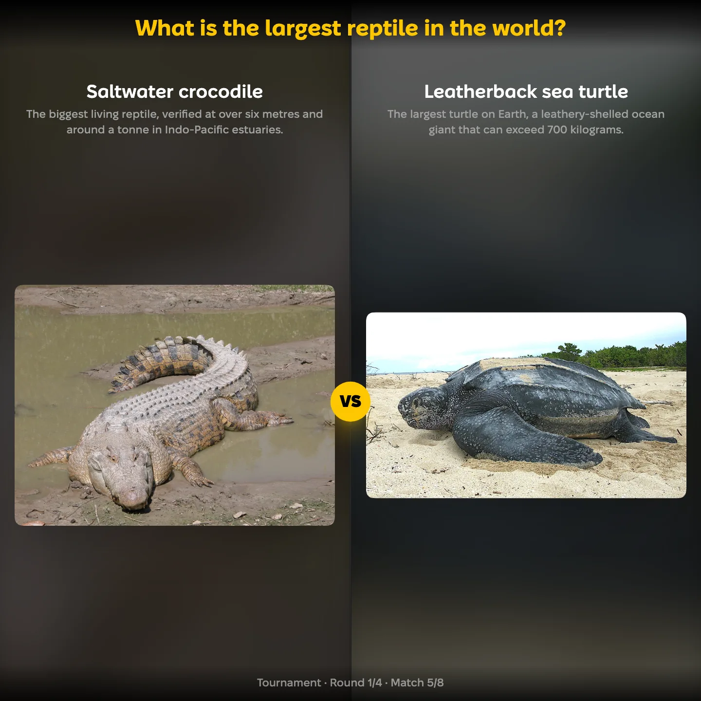 The largest reptile in the world ranking, the saltwater crocodile against the leatherback sea turtle