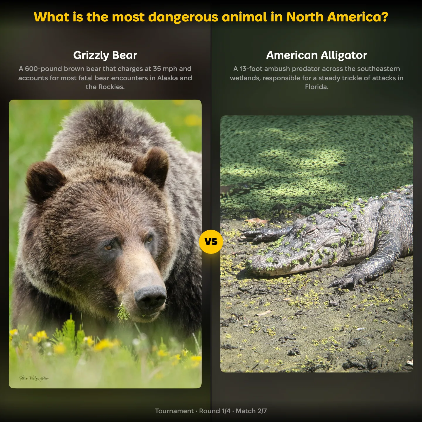 The most dangerous animal in North America ranking, the grizzly bear against the American alligator, with no crocodile on the list