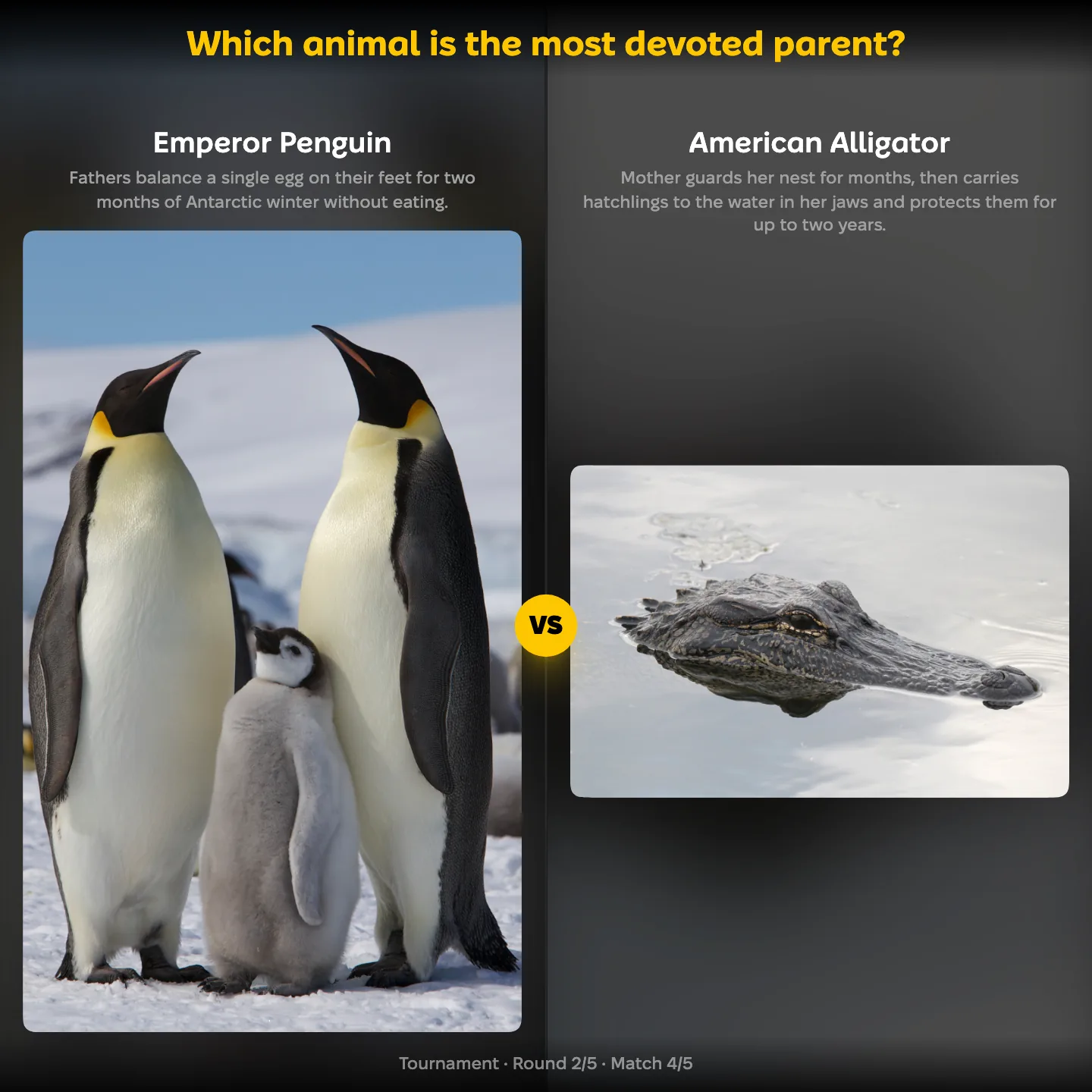 The most devoted animal parent ranking, the emperor penguin against the American alligator