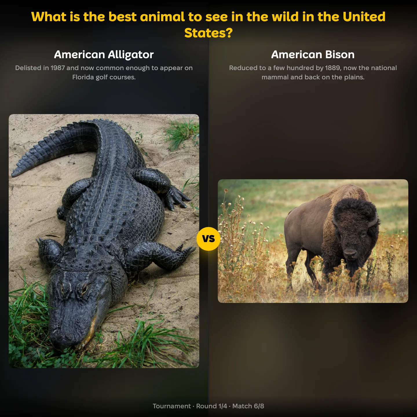 The best animal to see in the wild in the United States ranking, the American alligator against the American bison