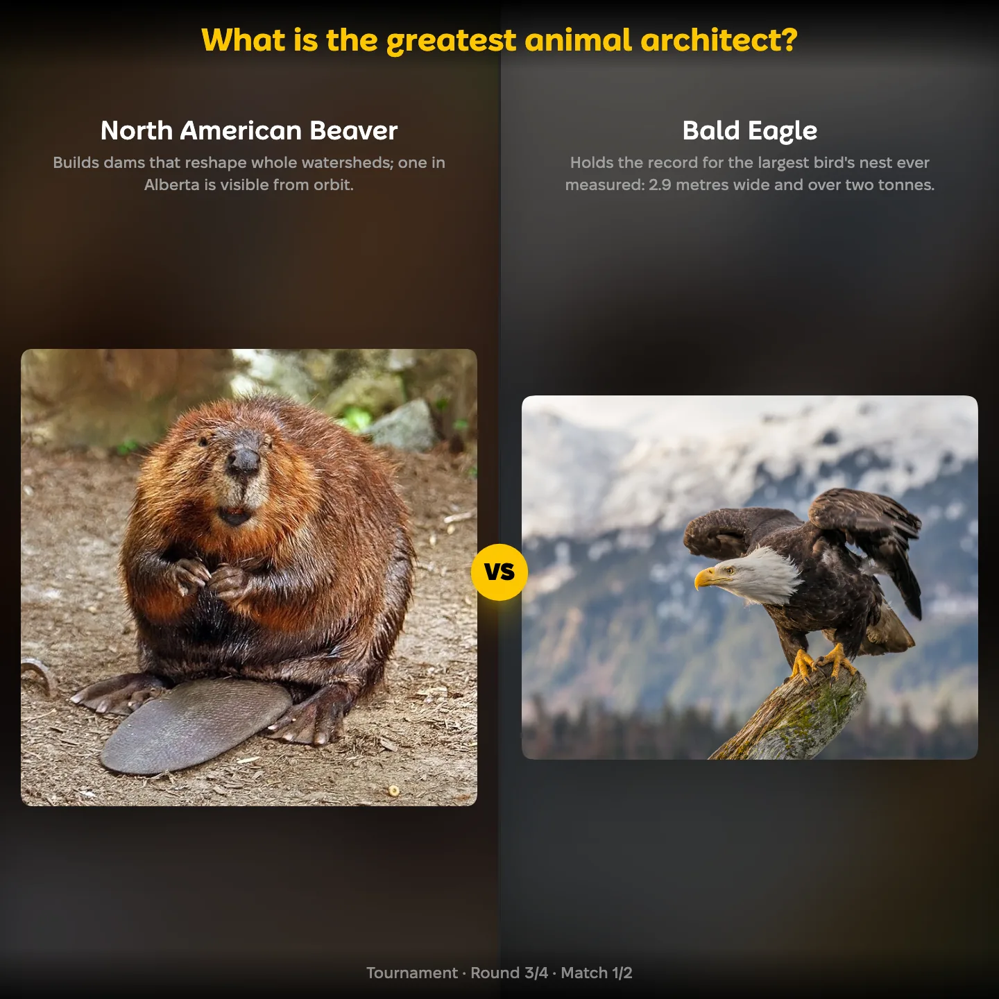 The ranking "What is the greatest animal architect?" showing the North American Beaver against the Bald Eagle
