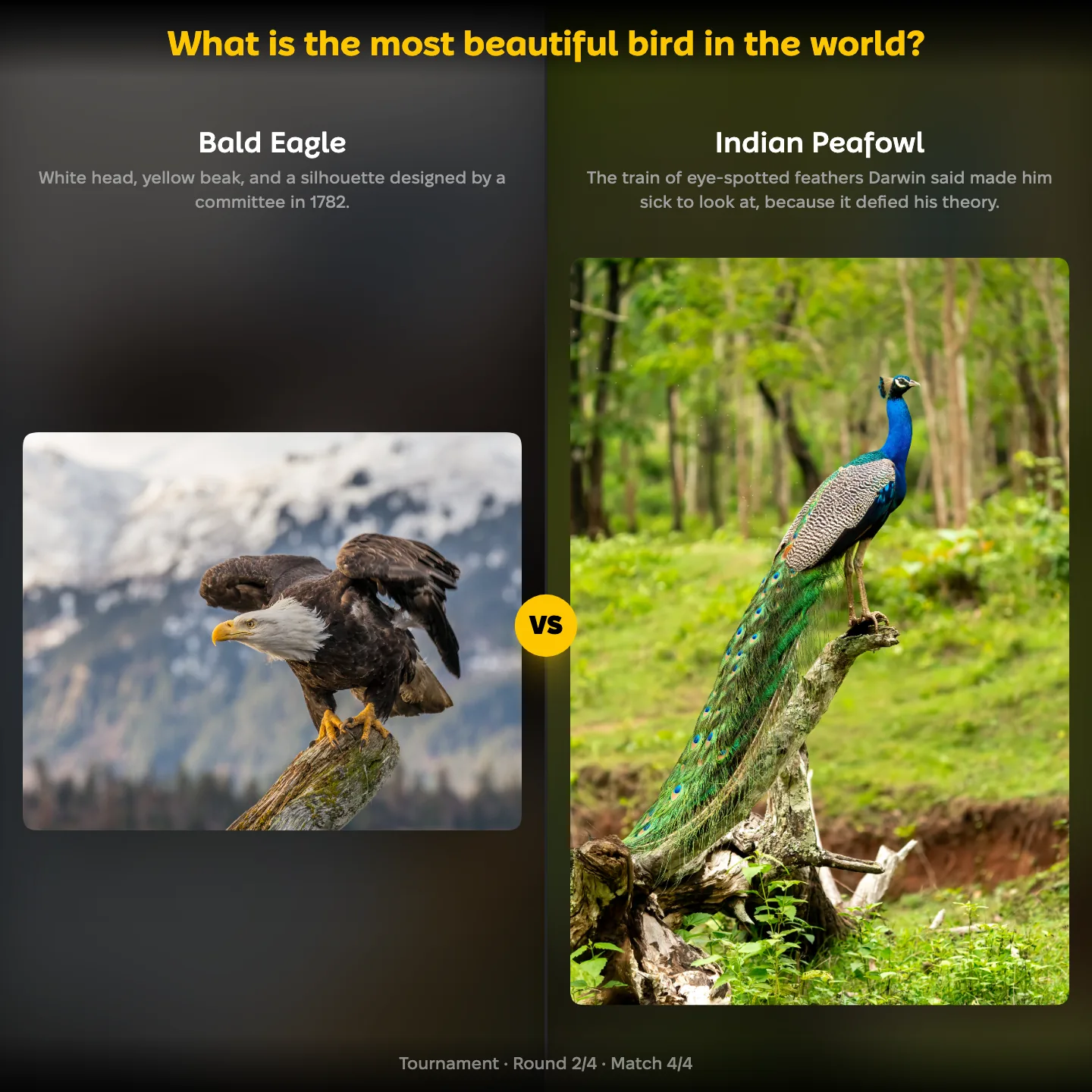 The ranking "What is the most beautiful bird in the world?" showing the Bald Eagle against the Indian Peafowl