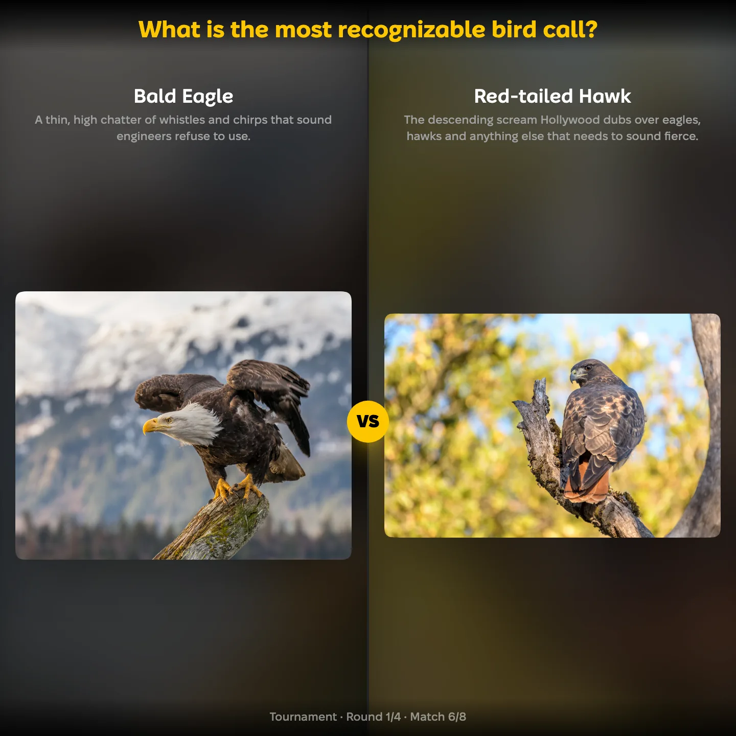 The ranking "What is the most recognizable bird call?" showing the Bald Eagle against the Red-tailed Hawk