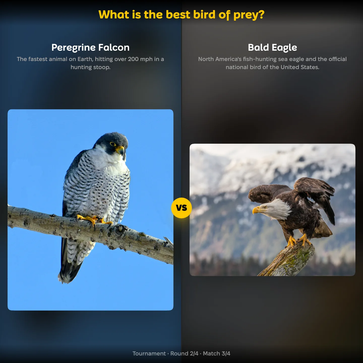 The ranking "What is the best bird of prey?" showing the Peregrine Falcon against the Bald Eagle
