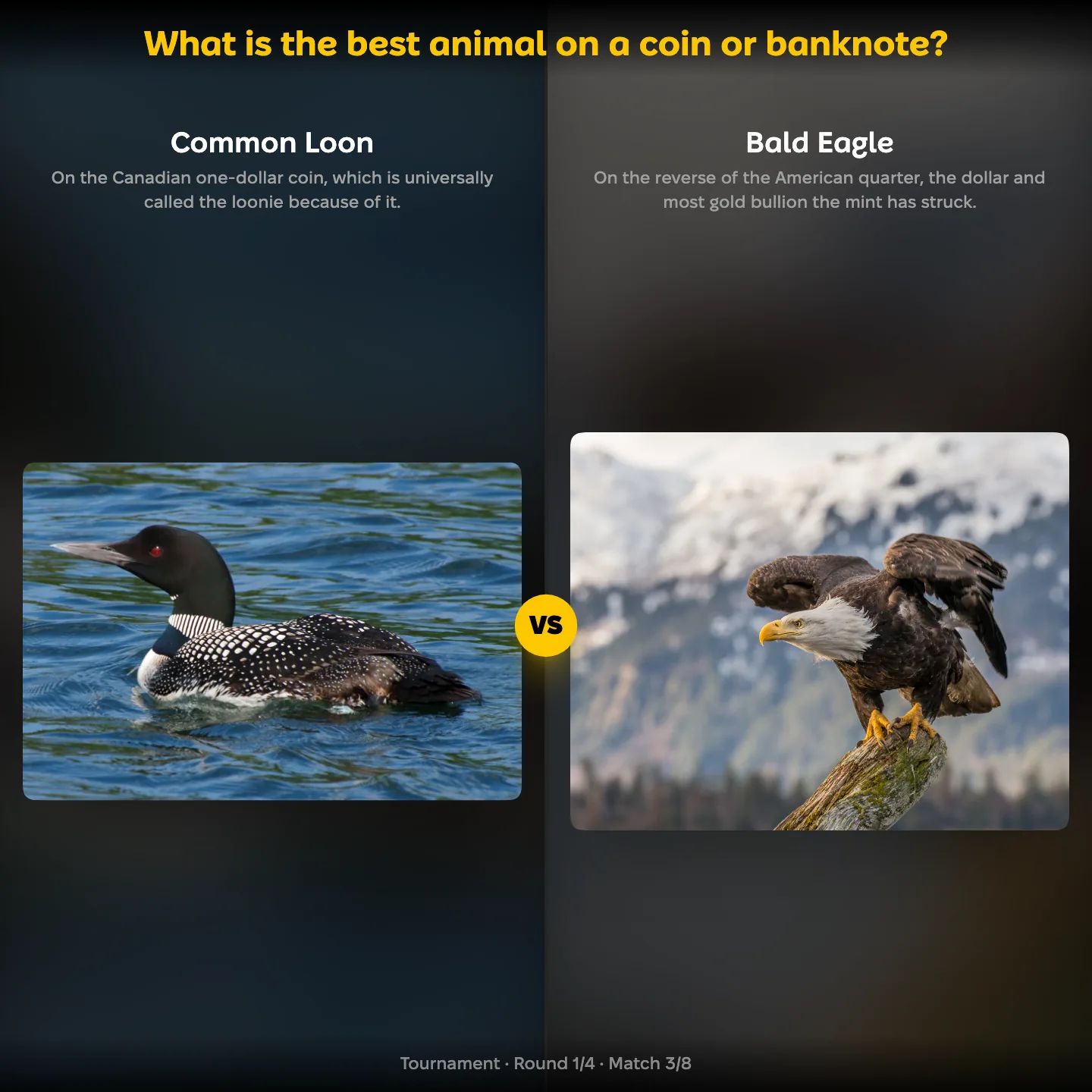 The ranking "What is the best animal on a coin or banknote?" showing the Common Loon against the Bald Eagle