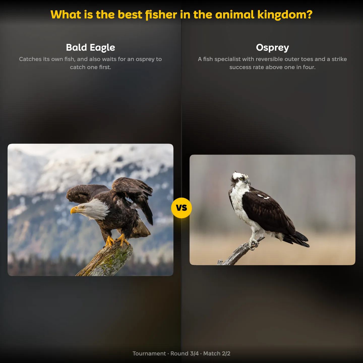 The ranking "What is the best fisher in the animal kingdom?" showing the Bald Eagle against the Osprey