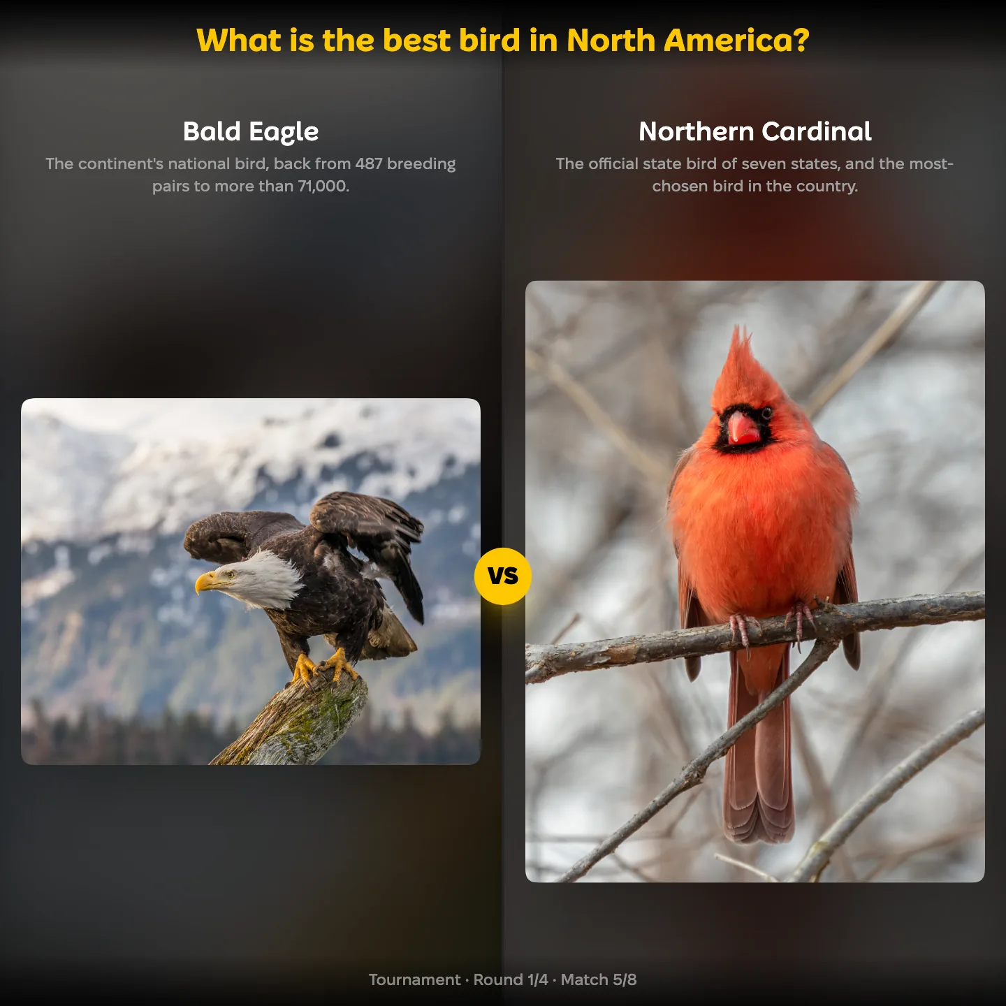 The ranking "What is the best bird in North America?" showing the Bald Eagle against the Northern Cardinal