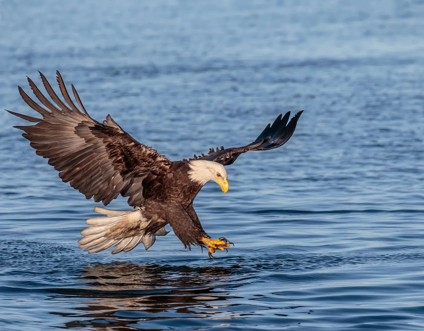 A bald eagle striking at the surface of the water with talons extended