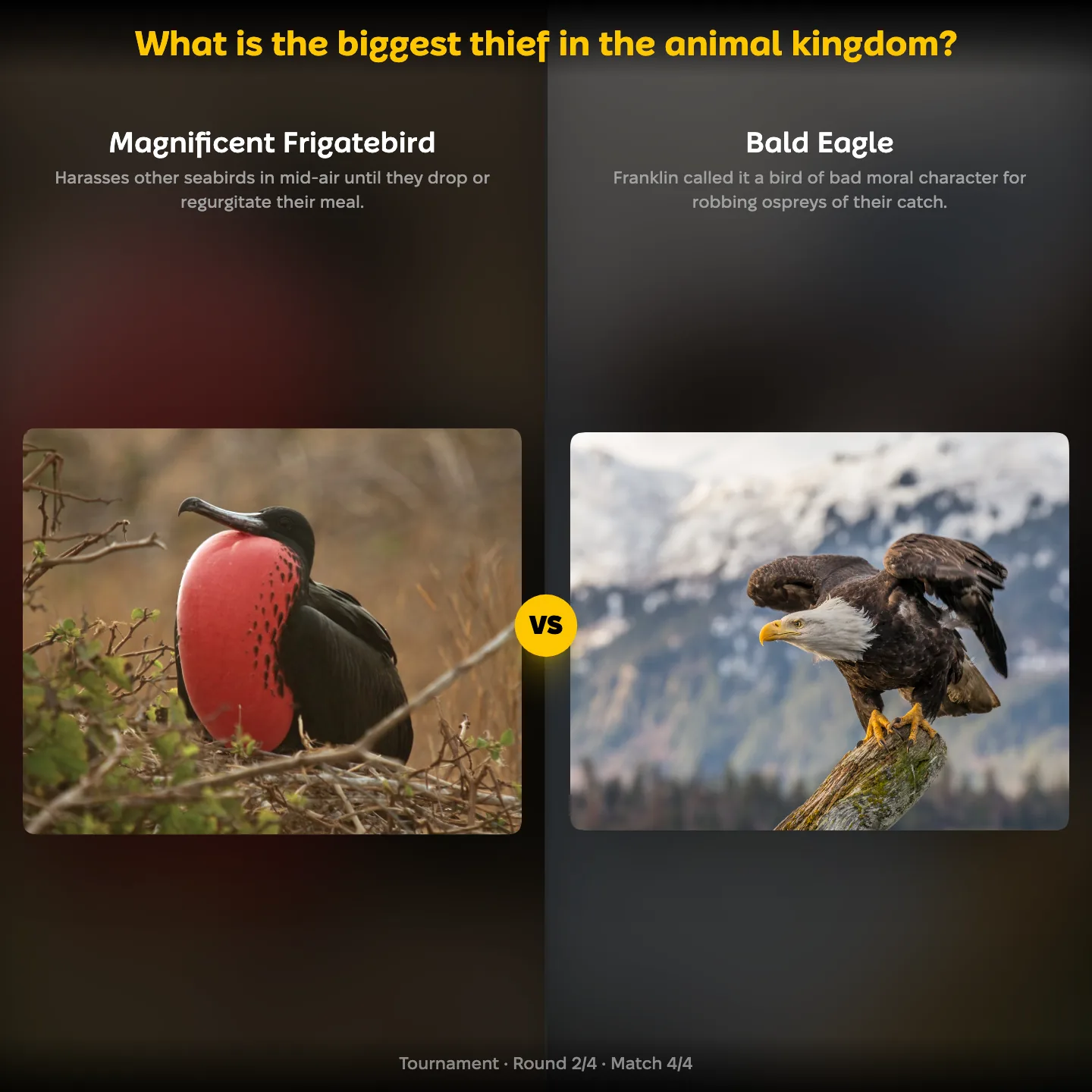 The ranking "What is the biggest thief in the animal kingdom?" showing the Magnificent Frigatebird against the Bald Eagle