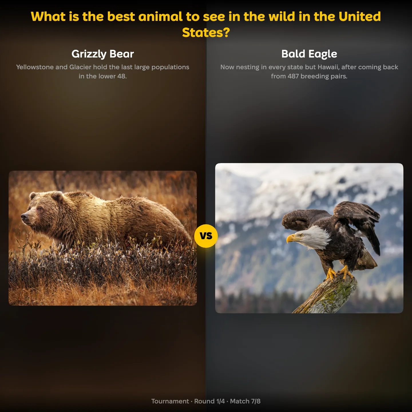 The ranking "What is the best animal to see in the wild in the United States?" showing the Grizzly Bear against the Bald Eagle