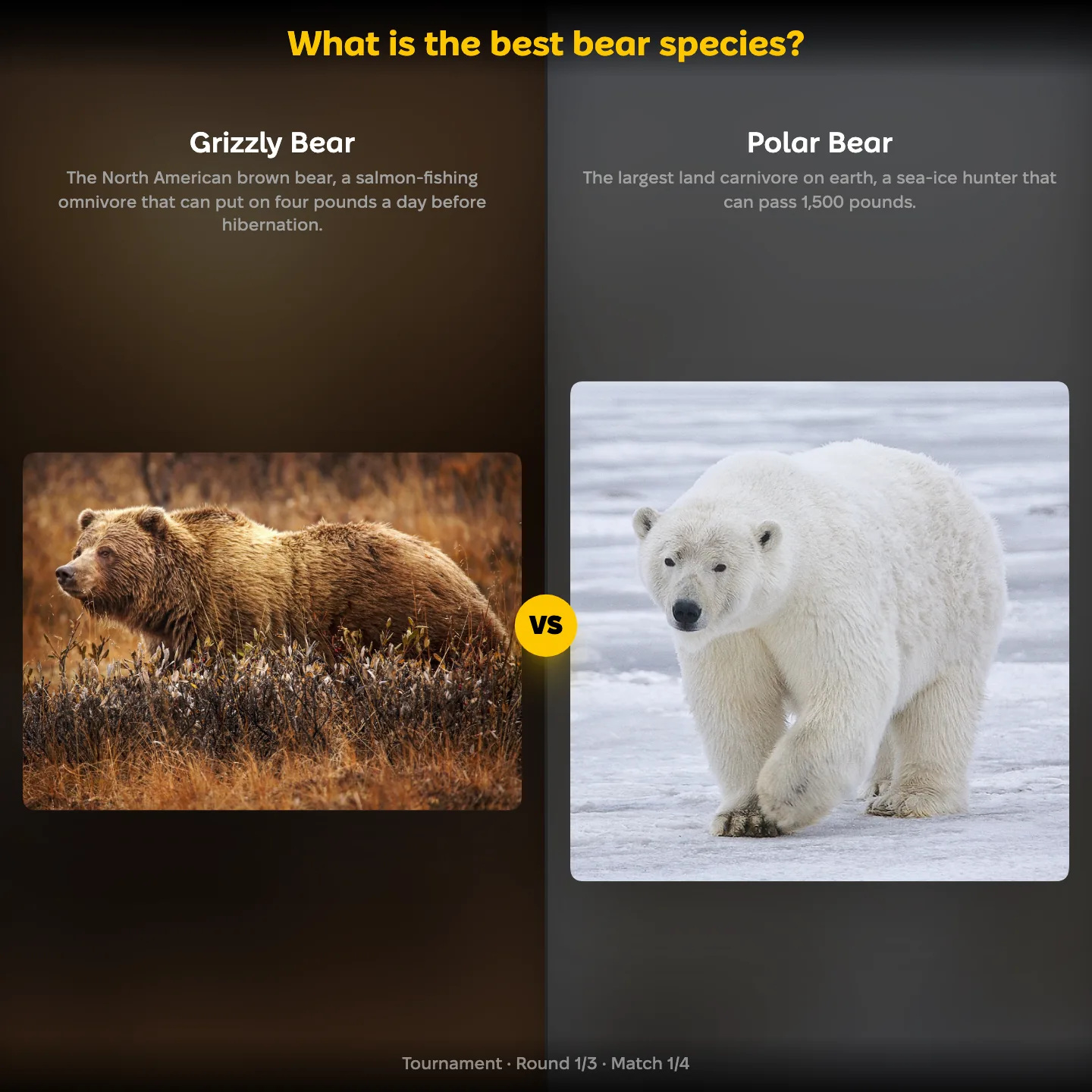 What is the best bear species ranking, showing the grizzly bear against the polar bear
