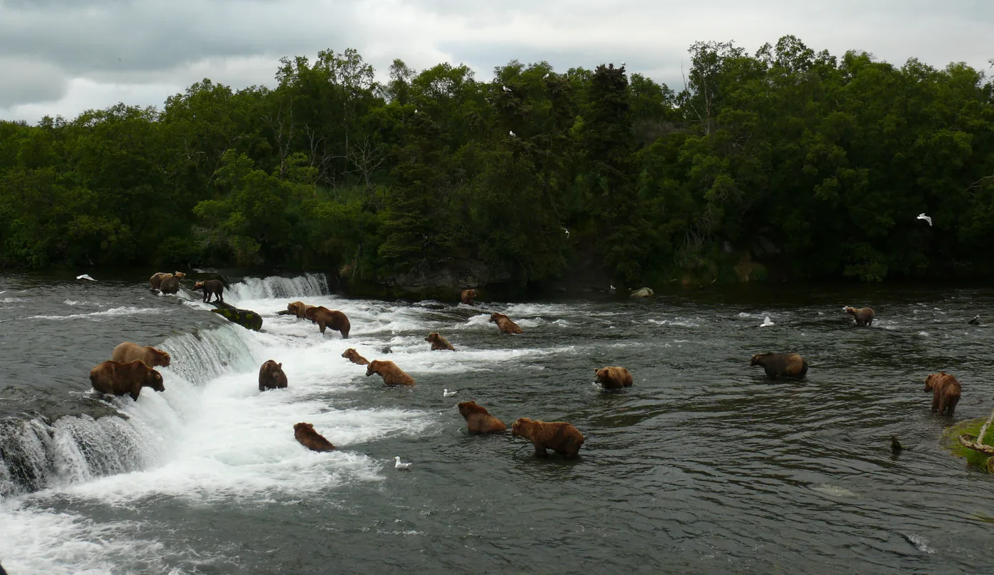 Brown bears fishing for salmon at Brooks Falls in Katmai National Park, Alaska