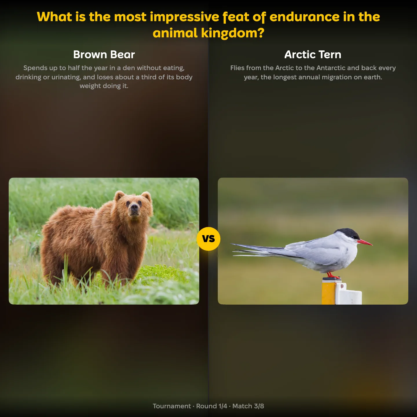The most impressive feat of endurance in the animal kingdom ranking, the brown bear against the Arctic tern