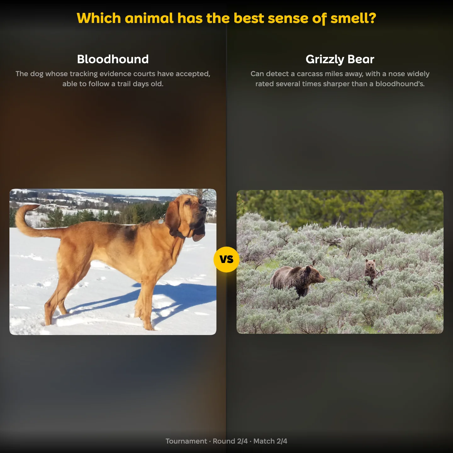 Which animal has the best sense of smell ranking, the bloodhound against the grizzly bear