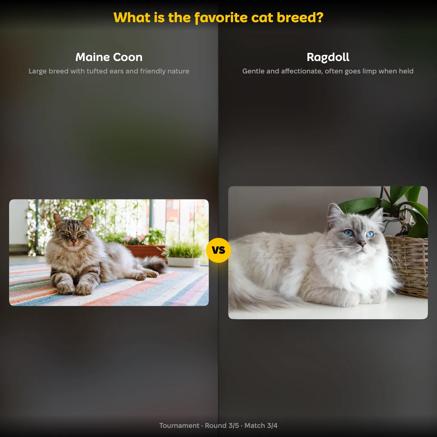 The favorite cat breed ranking, with Maine Coon against Ragdoll