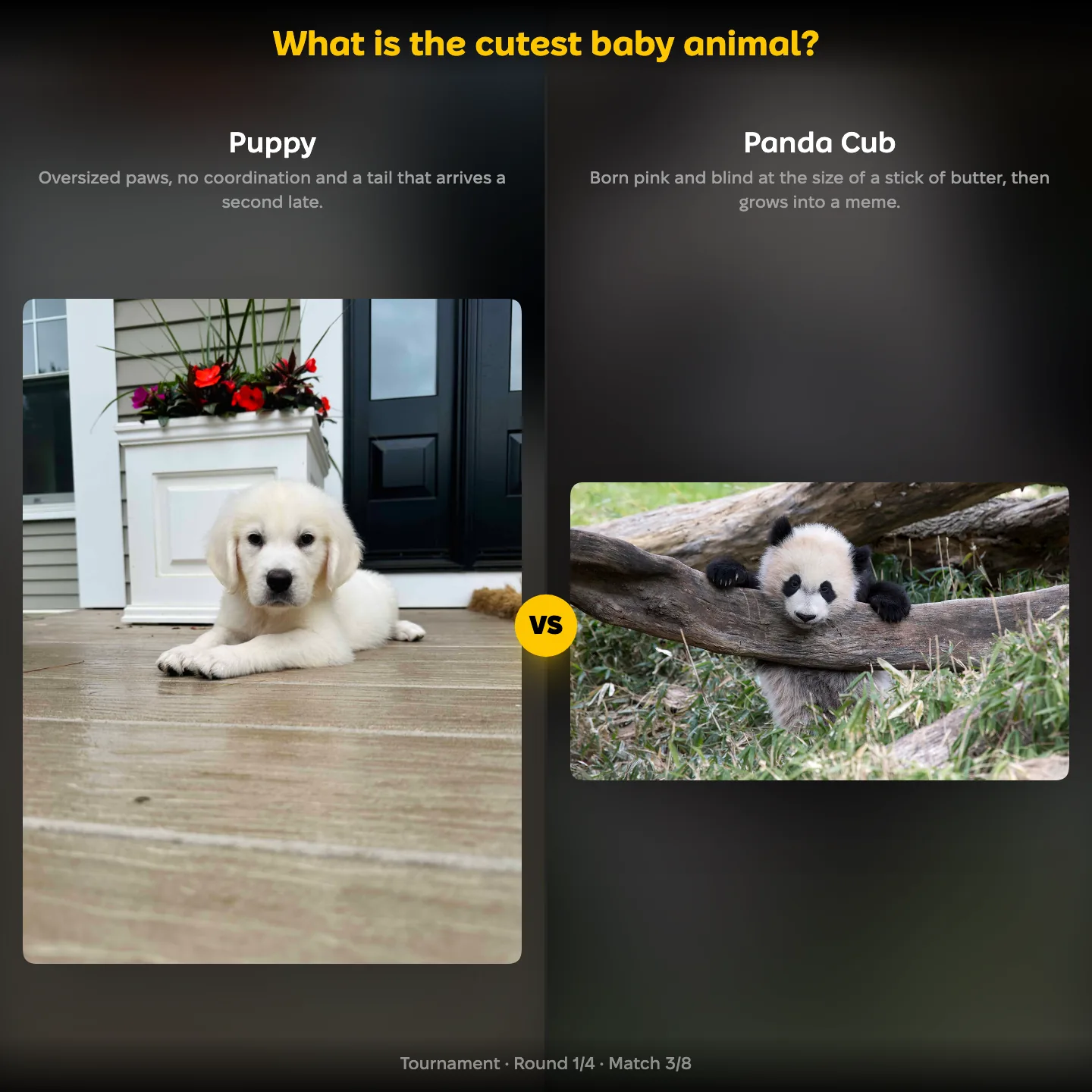 The cutest baby animal ranking, with Puppy against Panda Cub alongside a kitten