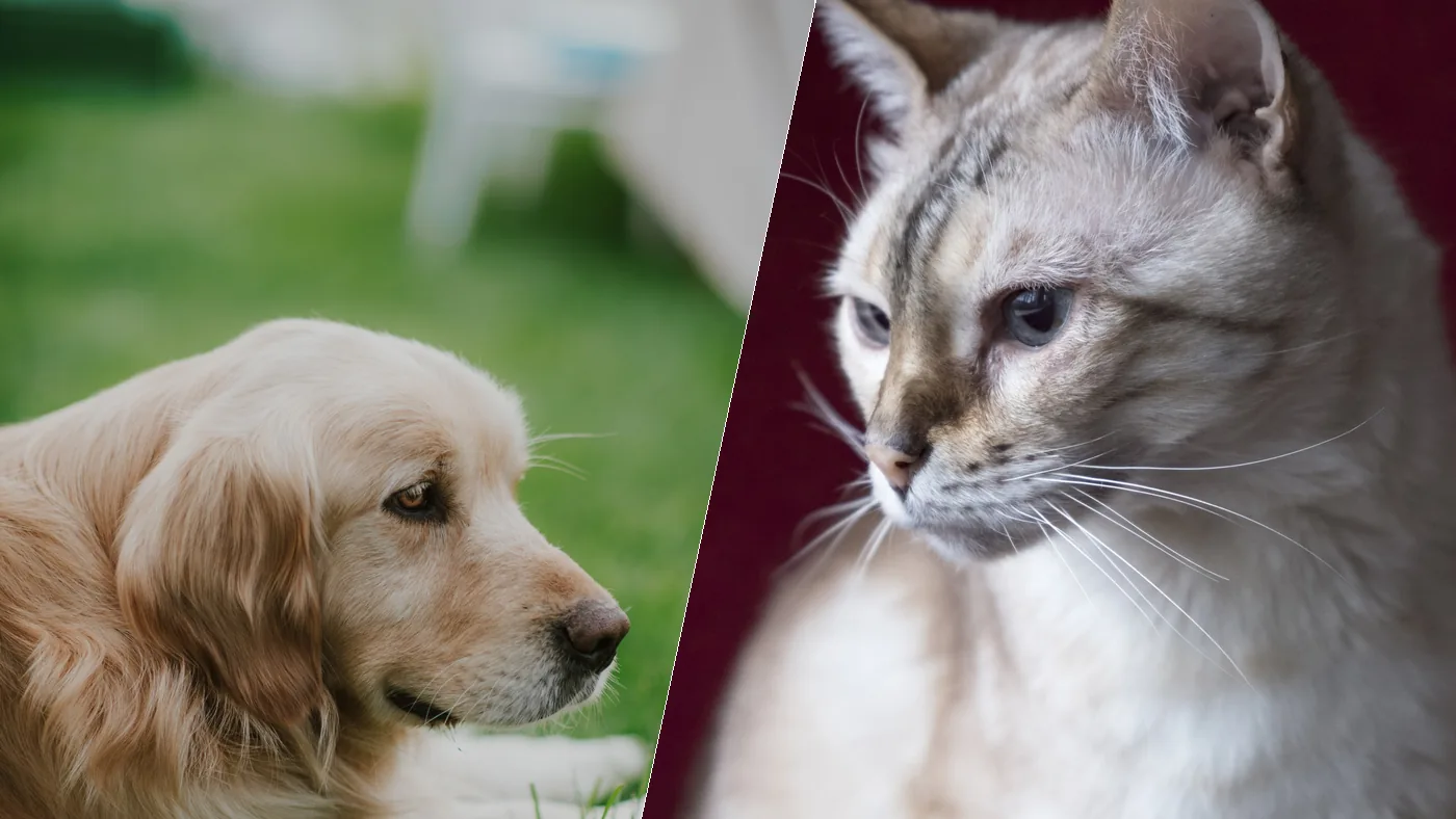A golden retriever and a domestic cat facing each other, the two subjects of fifteen head-to-head rankings