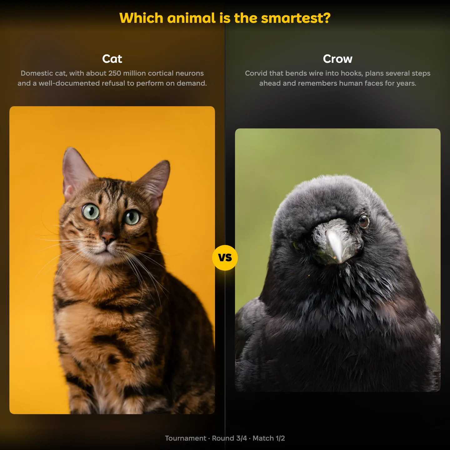 The smartest animal ranking, with Cat against Crow, alongside the dog and twelve other species