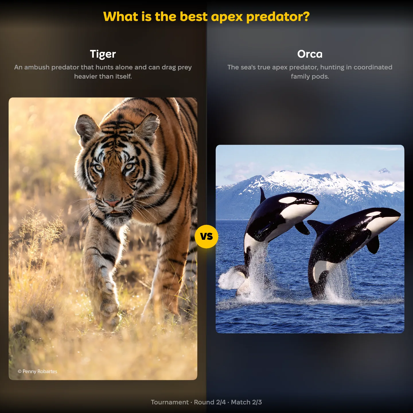 The best apex predator ranking, tiger against the orca, with the lion also listed
