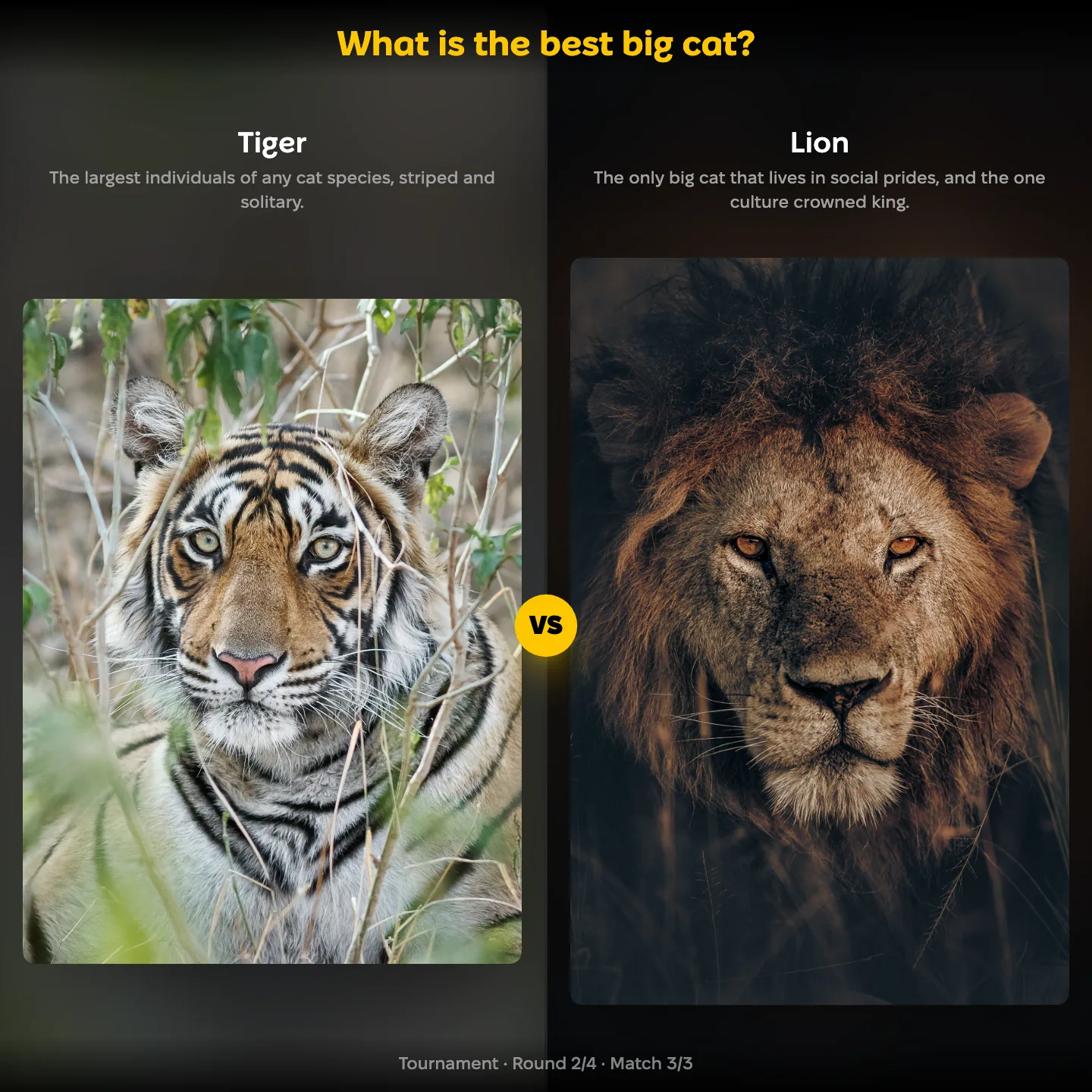The best big cat ranking, tiger against lion, with ten other cat species