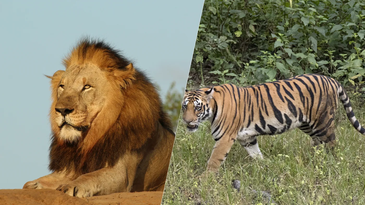 Lion and tiger side by side, the two cats compared across fourteen rankings