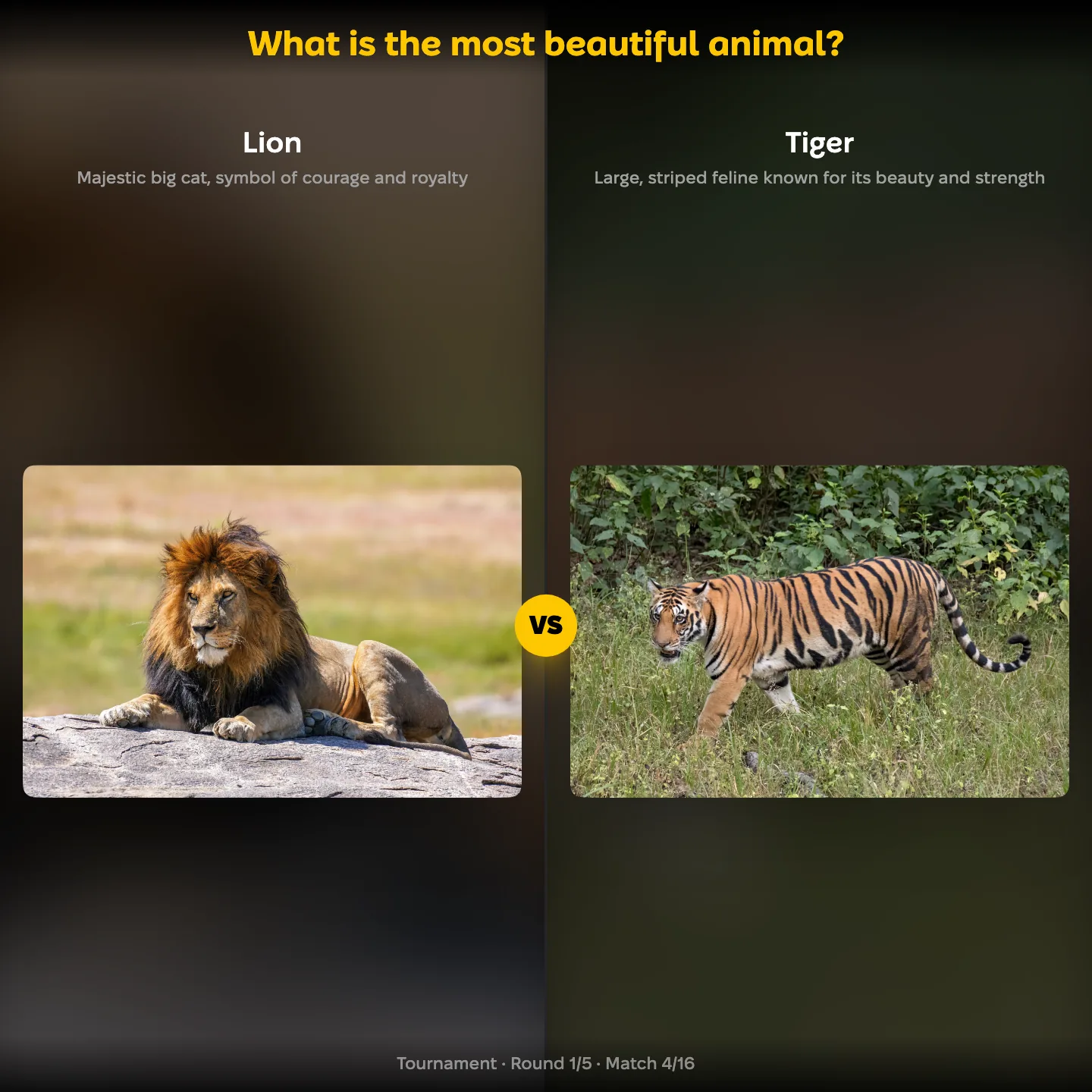 The most beautiful animal ranking, lion against tiger, alongside the peacock and snow leopard