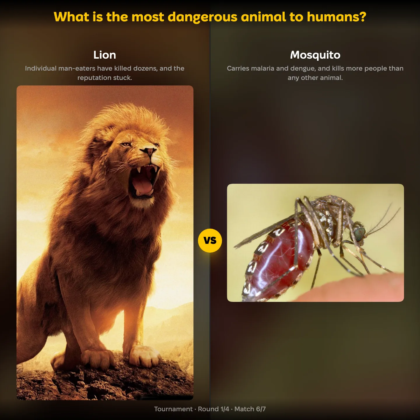 The most dangerous animal to humans ranking, lion against the mosquito, with the tiger also listed