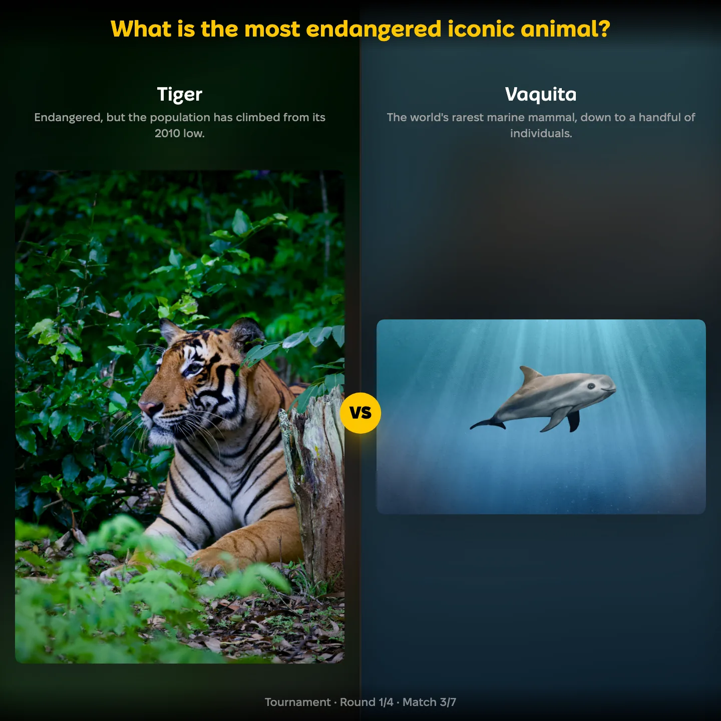 The most endangered iconic animal ranking, tiger against the vaquita, with the lion also listed