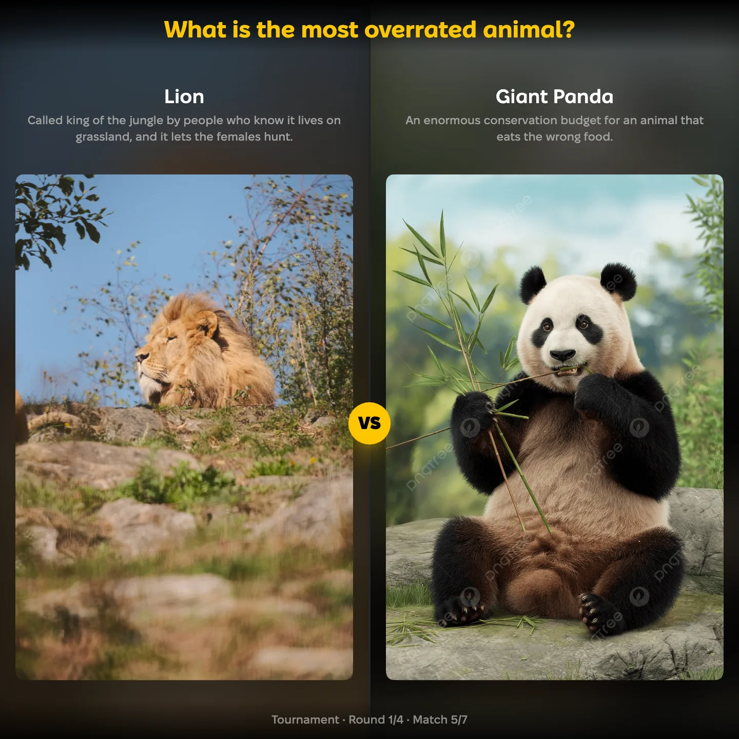 The most overrated animal ranking, lion against the giant panda, with the tiger also listed