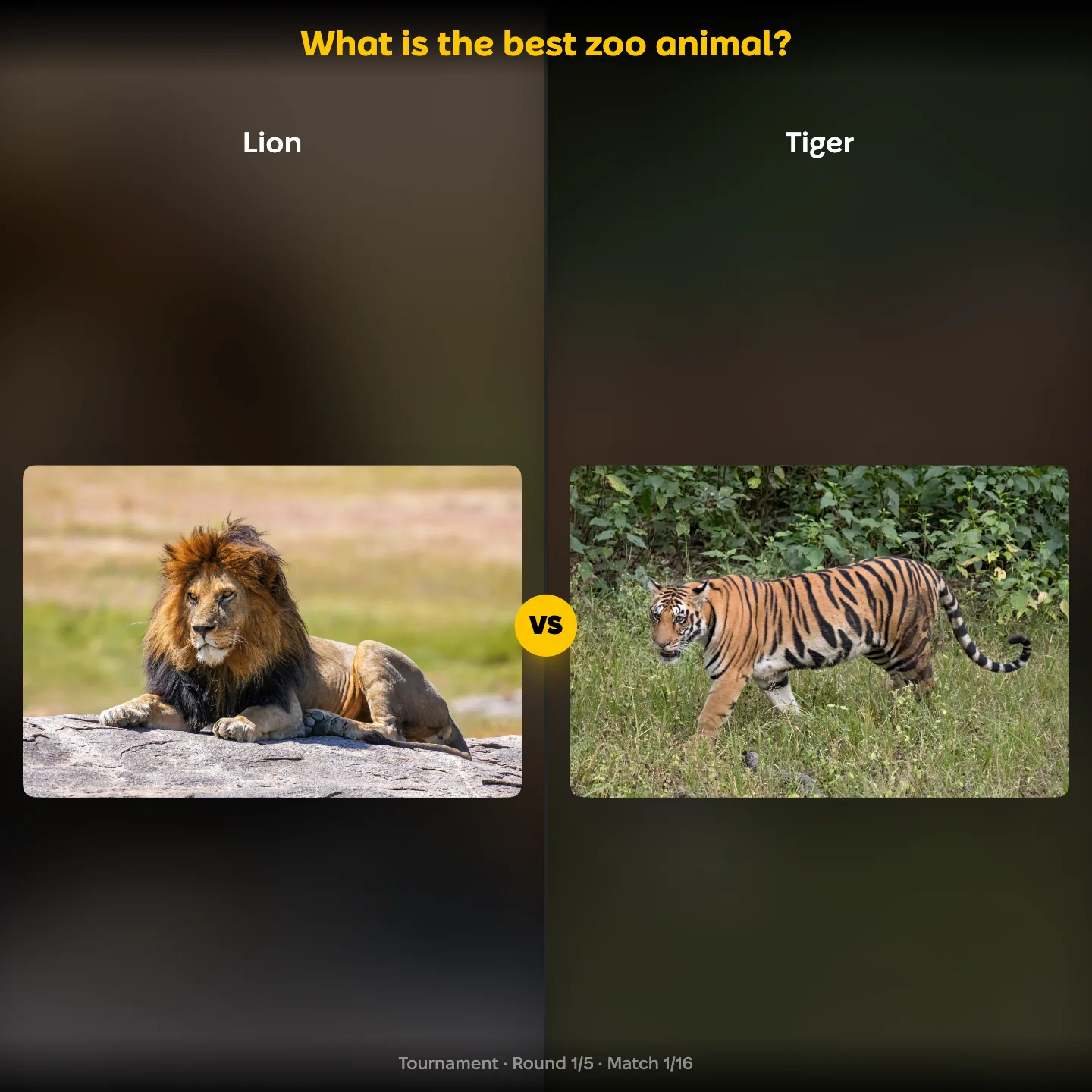 The best zoo animal ranking, showing the lion against the tiger