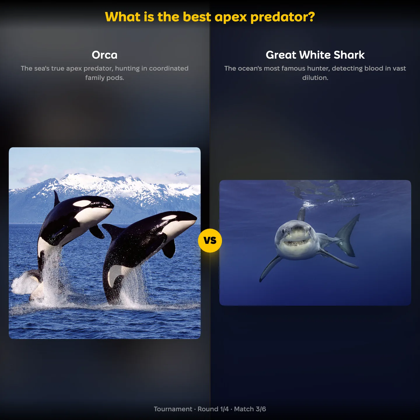 What is the best apex predator ranking: Orca vs Great White Shark