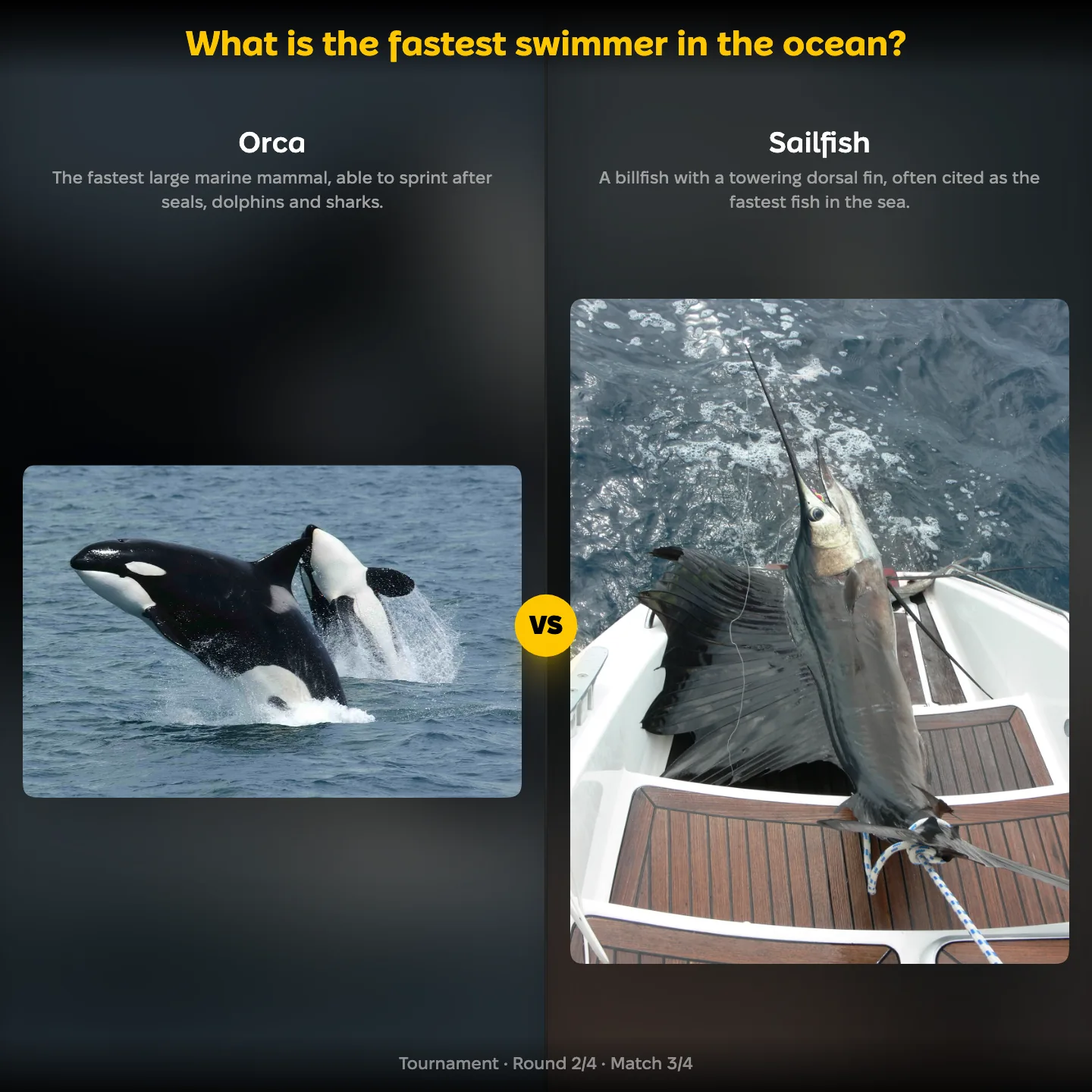 What is the fastest swimmer in the ocean ranking: Orca vs Sailfish, with the great white shark also listed