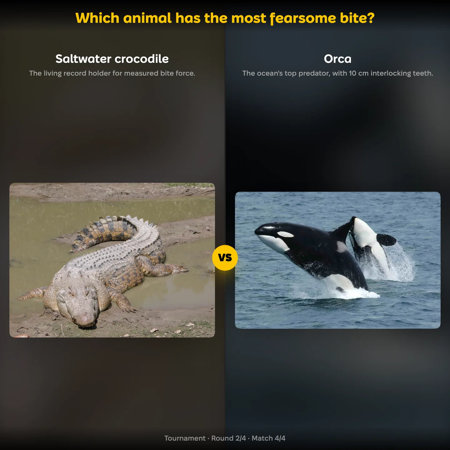 Which animal has the most fearsome bite ranking: Saltwater crocodile vs Orca, with the great white shark also listed