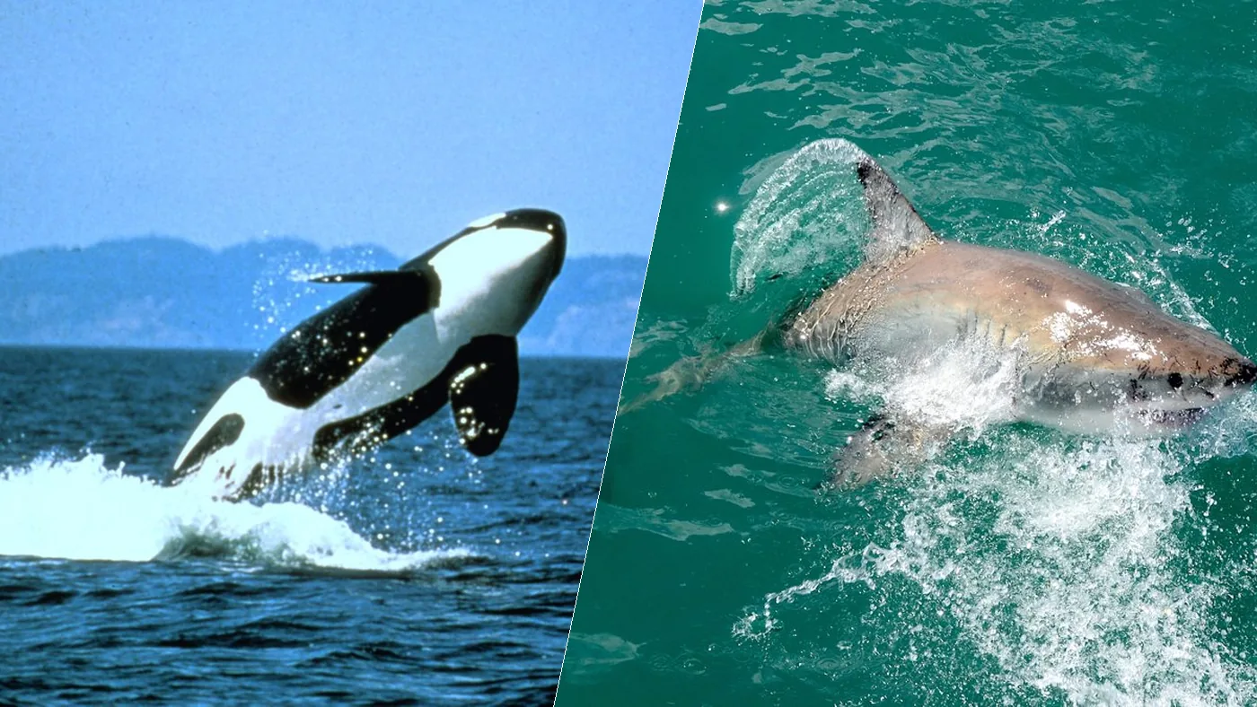 Orca vs great white shark: a breaching killer whale and a great white shark surfacing off Gansbaai