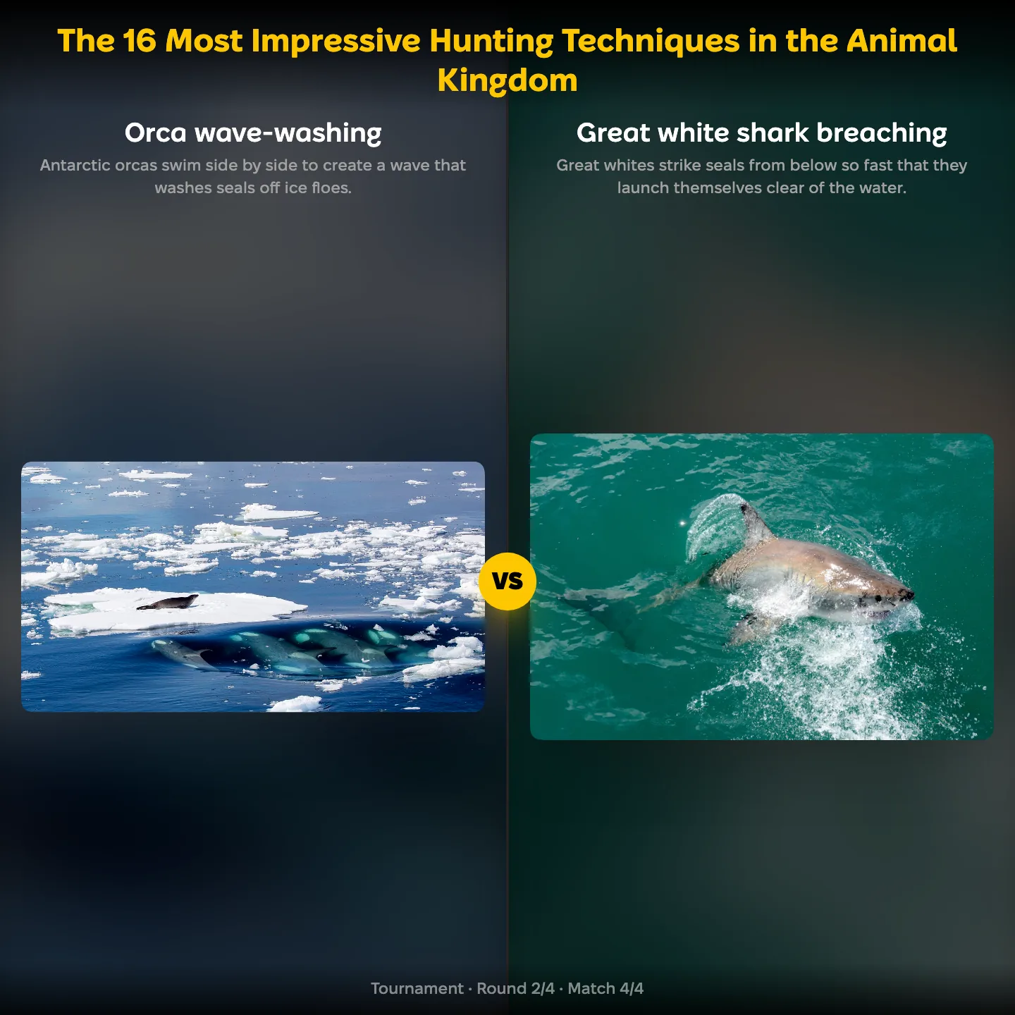 The 16 most impressive hunting techniques ranking: Orca wave-washing vs Great white shark breaching