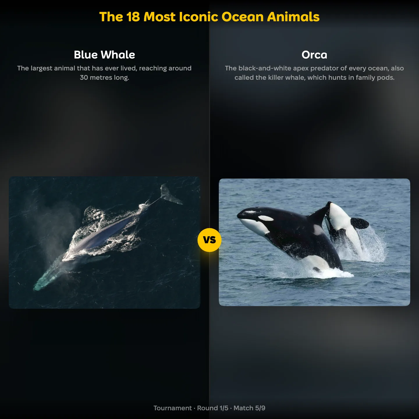 The 18 most iconic ocean animals ranking: Blue Whale vs Orca, with the great white shark also listed