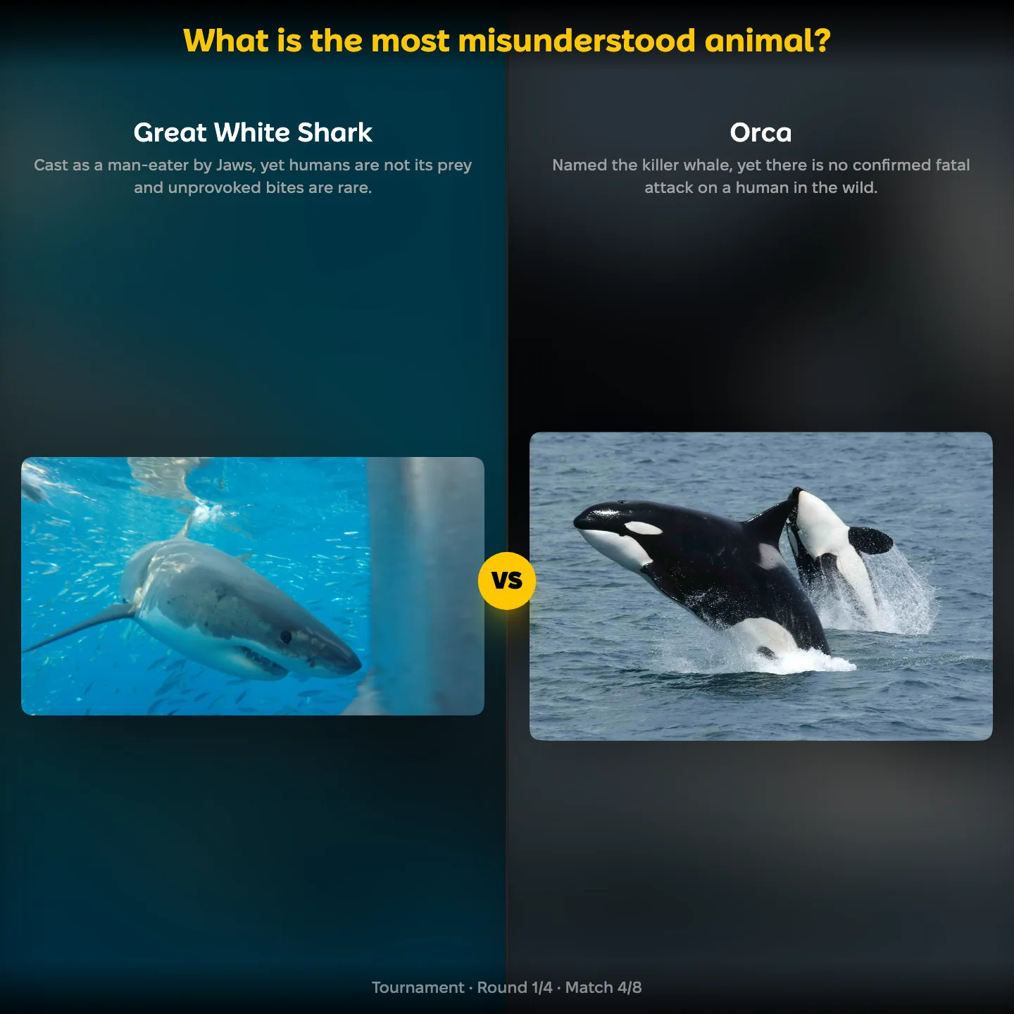 What is the most misunderstood animal ranking: Great White Shark vs Orca
