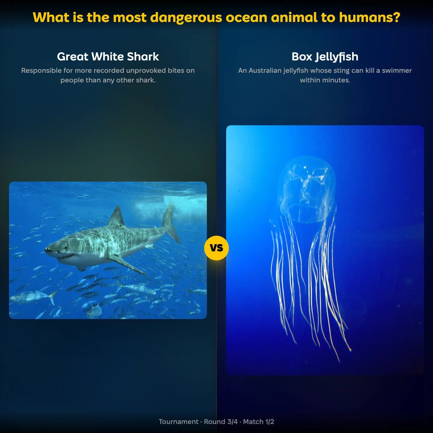 What is the most dangerous ocean animal to humans ranking: Great White Shark vs Box Jellyfish, with the orca also listed