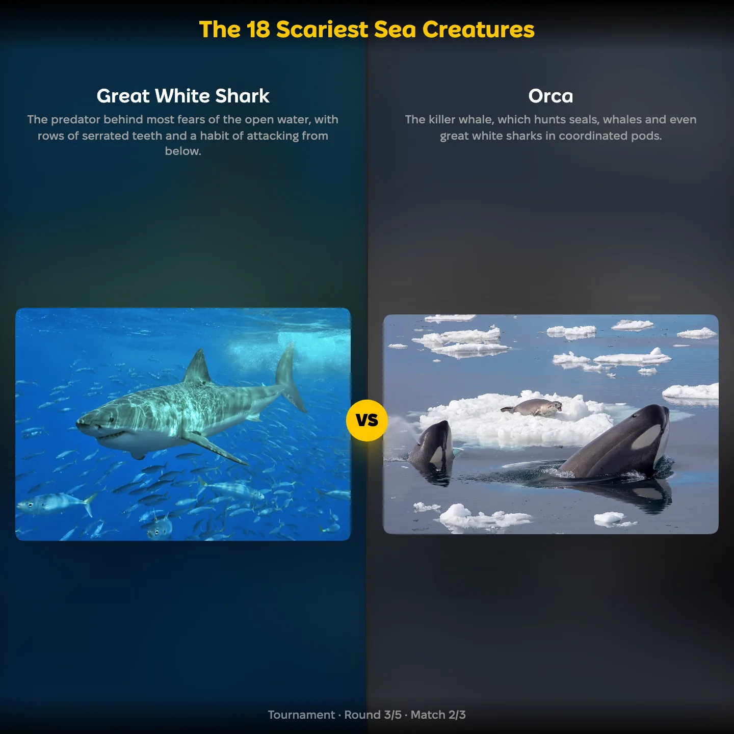 The 18 scariest sea creatures ranking: Great White Shark vs Orca