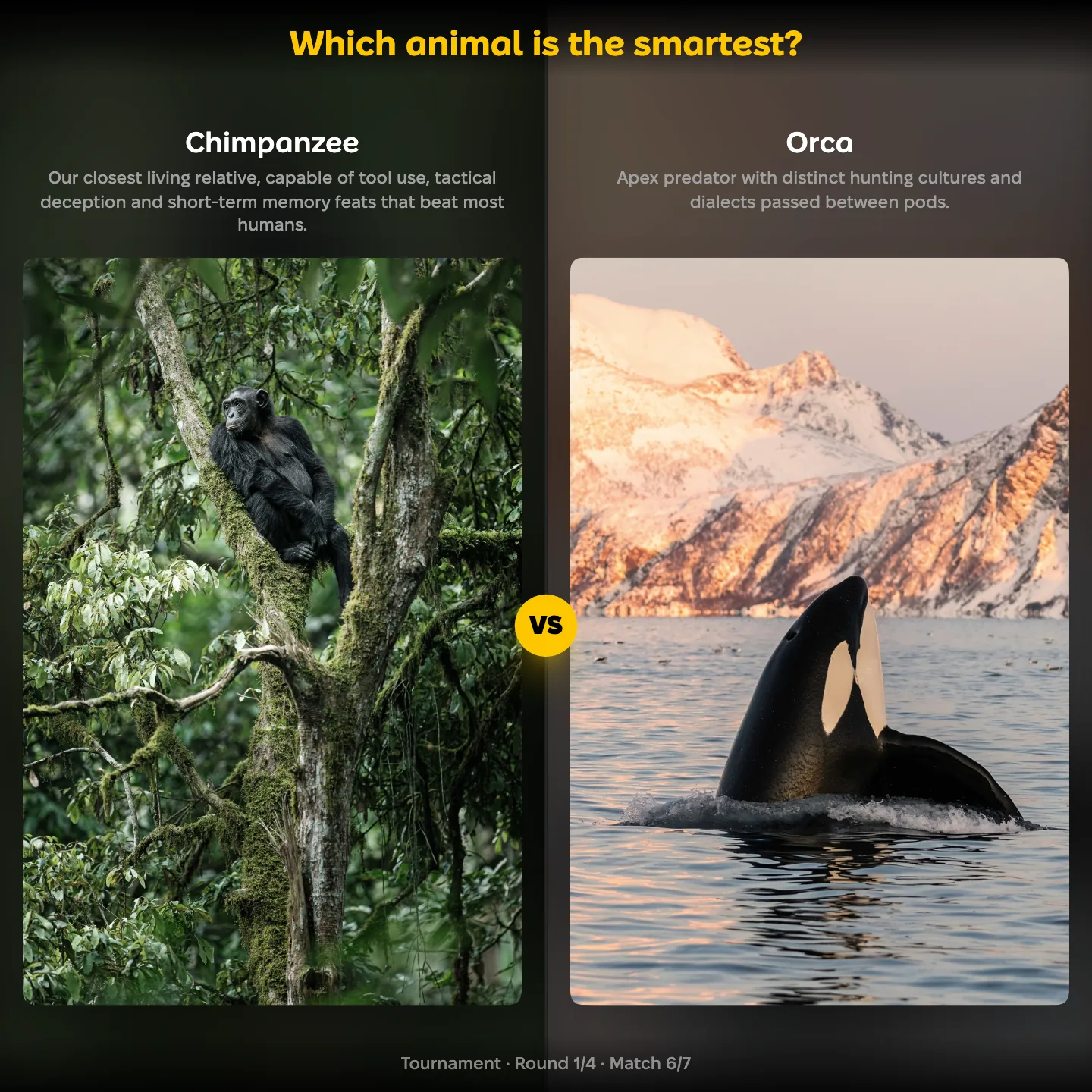 Which animal is the smartest ranking: Chimpanzee vs Orca