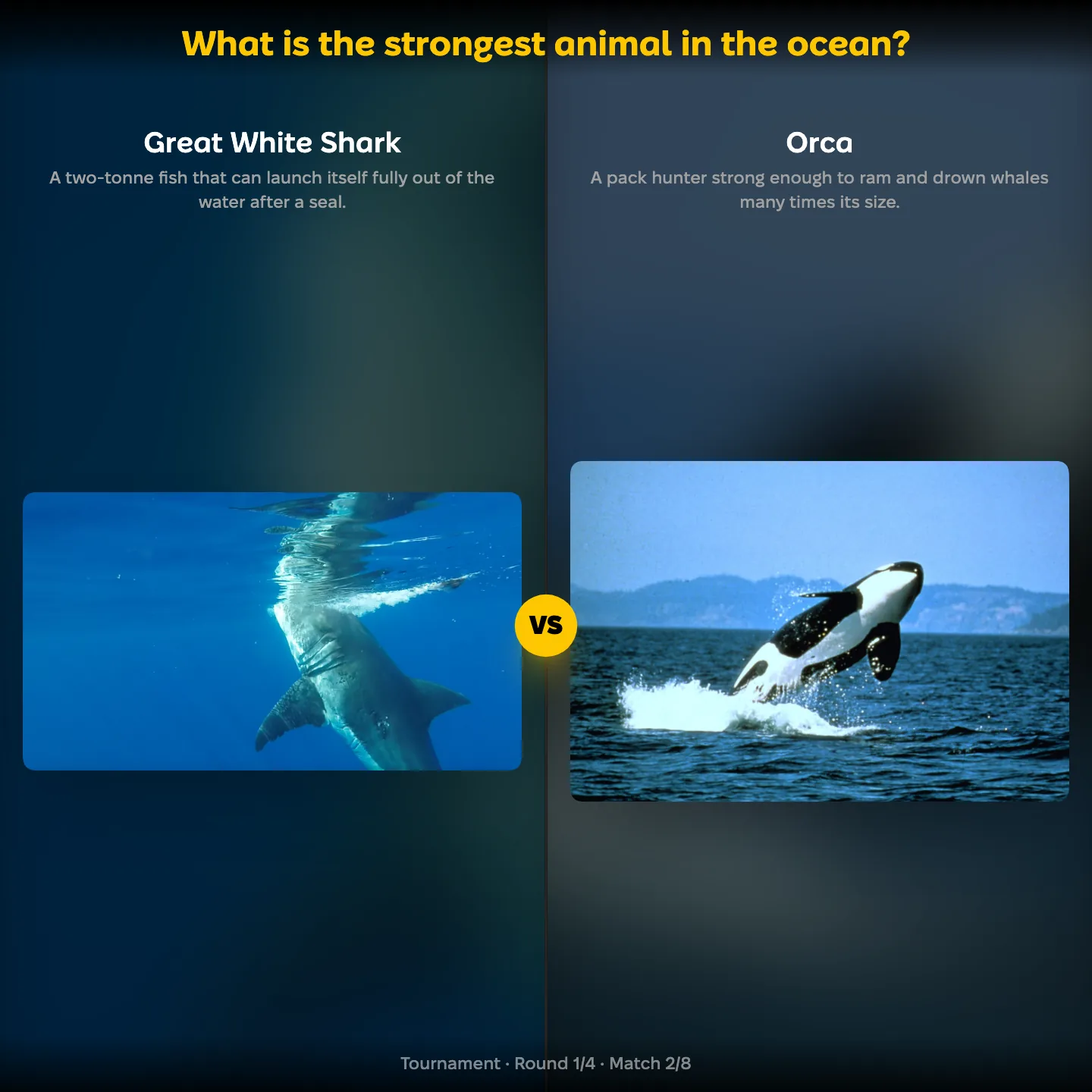 What is the strongest animal in the ocean ranking: Great White Shark vs Orca