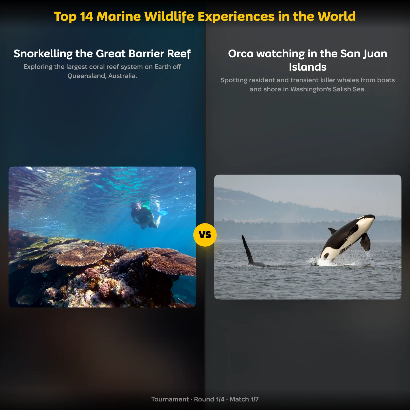 Top 14 marine wildlife experiences ranking: Snorkelling the Great Barrier Reef vs Orca watching in the San Juan Islands, with great white shark cage diving also listed