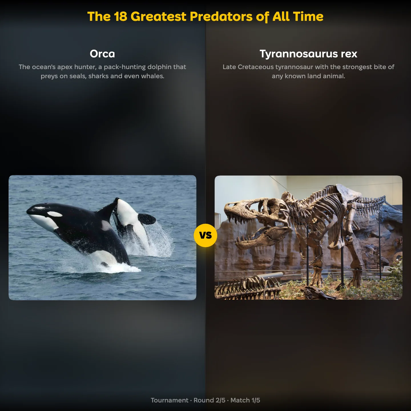 The greatest predators of all time ranked: Orca vs Tyrannosaurus rex