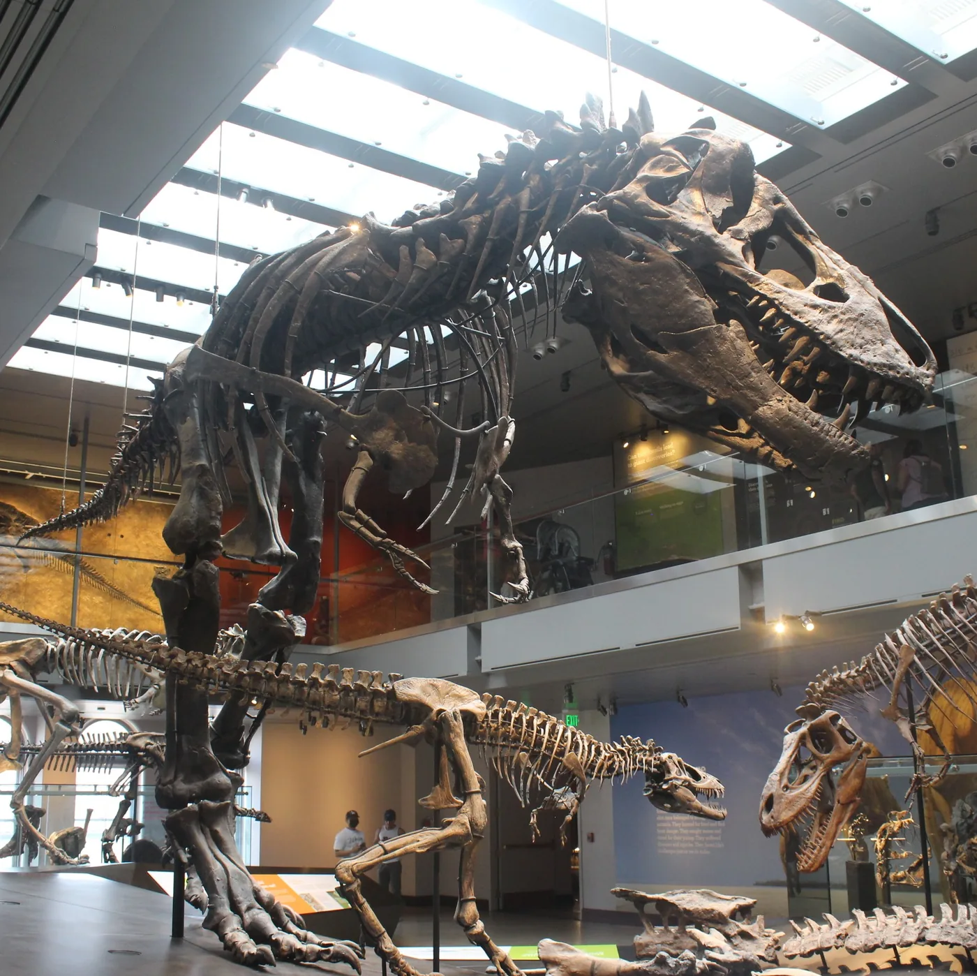 Thomas, a Tyrannosaurus rex skeleton at the Natural History Museum of Los Angeles County